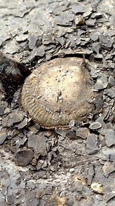 Here is another video from one of our fossil hunts, make sure to stick around to the end of the video to see all of the fossils we find! We have many other upcoming videos just like this episode, with some even more exciting fossil finds, plus more new content! This is an insight into the past, what life was like 180 Million Years Ago even before many of the most famous land-dwelling Dinosaurs ever existed. For ammonite rocks to crack open, please visit our official online store yorkshirefossils