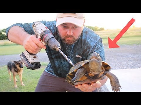 This Actually Works! The Best Size Turtle For Turtle Soup!