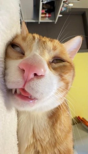 Derpy Cat Face Close-Up 🤣 The Ultimate Pet Derp! #shorts