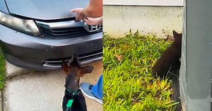Dog won’t stop barking at owner’s car — what they find under the hood leaves them stunned