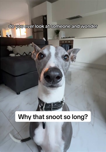Snootilicious Dogs: Why Is That Snoot So Long?