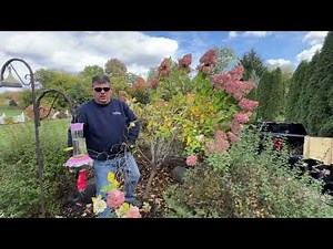 How to Trim a Limelight Standard Tree Hydrangea