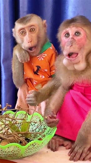Monkeys dressed up and eating together so cute #monkeys #babies #adorable