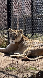 What’s YOUR Favorite Thing About the Zoo? There’s something magical about a day at the Alabama Gulf Coast Zoo. Maybe it’s the first friendly “hello” from a keeper, the way the lemurs leap with joy, the quiet moments watching the giraffes, or the giggles during an animal encounter. Everyone has that one thing that makes the Zoo feel special. We want to know—what’s your favorite part of visiting the Zoo 💛 A favorite animal 💛 A must‑see habitat 💛 A memory that still makes you smile 💛 A traditio