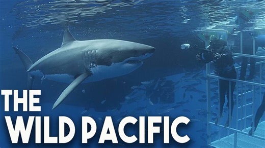 The Wild Pacific Ocean: Unveiling Earth's Deepest Wonders and Rich Marine Life