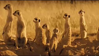 The Meerkats (2008)