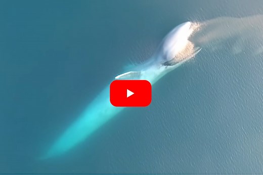 Blue Whale Swallows Massive School of Krill in One Big Gulp