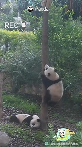 Oh dear, a panda falls off from the tree suddenly and knocks another panda off the tree. #HiPanda #ChengduPandaBase #PandaMoment For more panda information, please check out: https://en.ipanda.com | iPanda