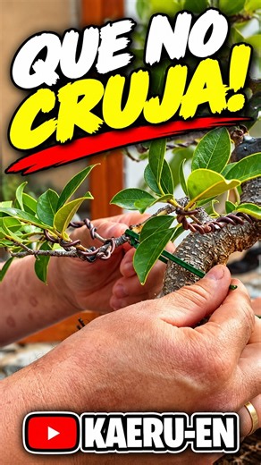 Lowering a bonsai branch