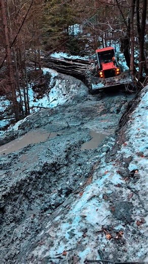 Timberjack 🌲💪 Forst-Beast im Wald #timberjack #forstwirtschaft #holztransport #beast #europa #tafman