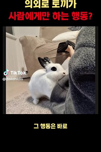 의외로 토끼가 사람한테만 하는 행동?#동물 #귀여운#귀여우ᄂ#토끼 #몰랐던사실