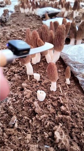 ST43677260mini rotary tillage and ridging all-in one tree 🌲 short view #travel #beach #flower