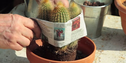 Rempoter un cactus : guide pratique pour une réussite assurée