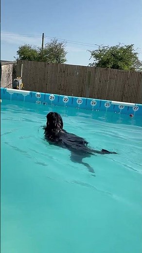 Portuguese water dog Florence had never swam before, she done amazing 💕🐾💦🇬🇧