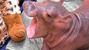 Cincinnati Zoo's Famous Baby Hippo Fiona—Everything You Need to Know
