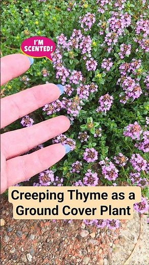Creeping Thyme as a Ground Cover and Border Plant