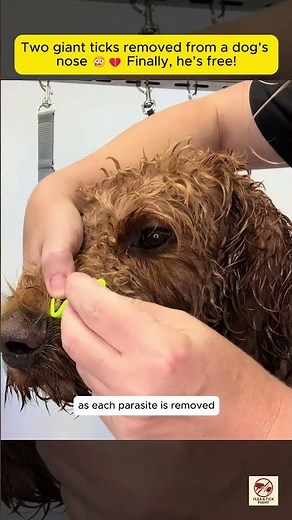 Removing Huge Ticks from a Dog’s Nose | Tick Removal on Dog’s Face