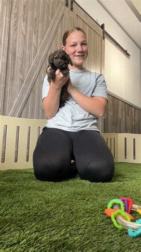 Havapoo puppy for sale