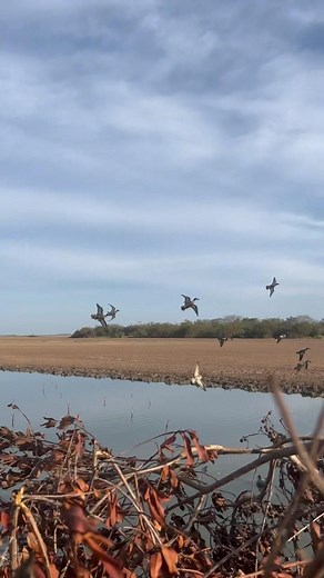 9.3K views · 42 reactions | JUST LISTEN (Volume Up)!!! If that sound doesn’t make your heart skip a beat, you’re probably not a duck hunter! Visit GetDucks dot com for details or follow @ramseyrussellgetducks #getducks #itsduckseasonsomewhere #tealhunting #mexicoduckhunting #teal #soundsofnature | Getducks.com | Facebook