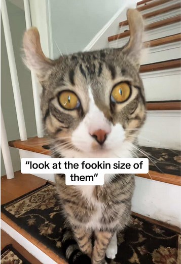 My American Curl Cat with Spoon Ears: Cute Reactions