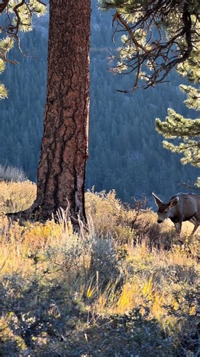 A special moment with the babies as the deer rut begins. 🦌 We saw lots of antlers racking’ today! | The Untamed View