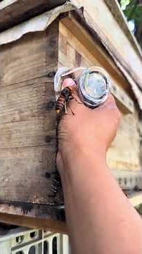 Catching wasps is harmful to honeybees. #gianthornets #hornetnestremoval #bee #hornethunting