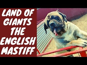 Land of GIANTS - The ENGLISH MASTIFF dog breed are they really the largest dogs on the world?