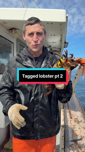 Replying to @Roz24 I caught a rare tagged lobster part 2! #maine #lobster #fishing #interesting #educate