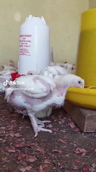 #broilers #poultryfarmer #broilerfarm #broilerchicken #creator #chicks #creatorsearchinsight