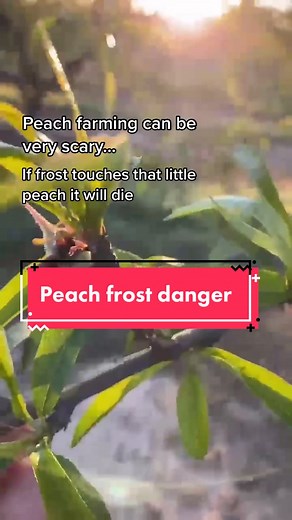 A literal heart attack 🍑 #georgiapeaches #farmlifeisthebestlife #TreeRipe #wisconsinthings #fruittok #springtimefun #foodiee