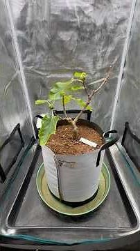 The Best Tasting Fig I’ve Ever Eaten #growagarden #figtree #garden #containergardening