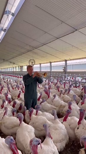 Good morning and happy Friday 🥳 Have you encountered turkeys before [eating or kept them as poulty]? | Maurine Kabu