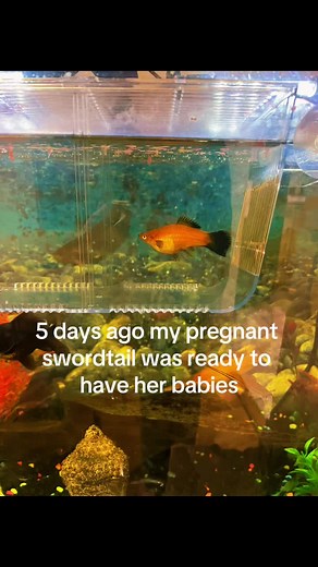 Pregnant Swordtail Fish Giving Birth: A Heartwarming Moment in an Aquarium