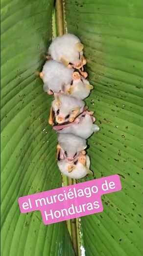 The bat that looks like a flying bread roll 🥟
