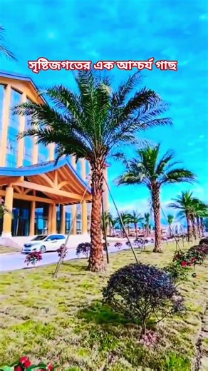 যে গাছের পাতা কখনো ঝরে না #viral #youtubeshorts #mijanur_rahman_ajhari #new #coolvideo #allah #খেজুর