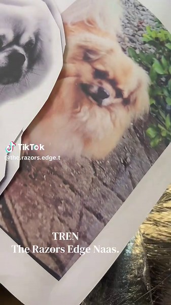 Adorable pet portrait for one of our favourite ❤️ clients. #dogtattoo #petportrait #tattoo #memorialtattoo