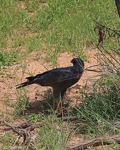 Wildest Kruger Sightings on Reels