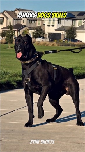 OTHERS DOGS SKILLS Vs THIS ONE! ⚡💀🐕 #shorts #dogskills #k9
