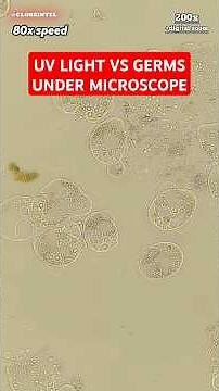 UV Light vs Germs Under Microscope