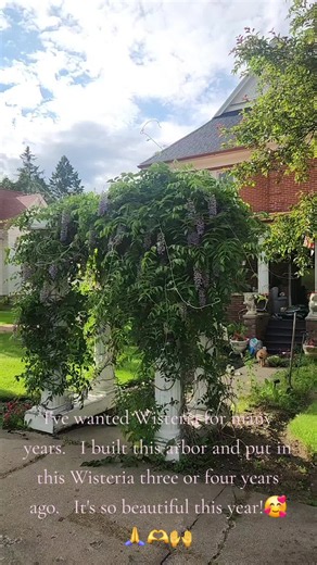Wisteria Arbor Bloom: Story Behind My Beautiful Wisteria