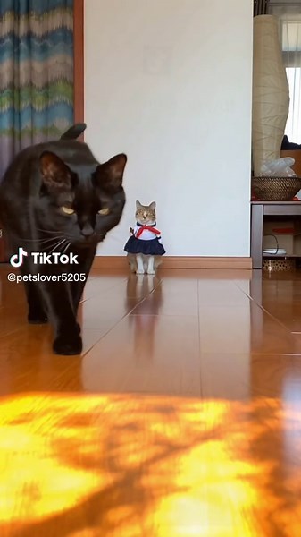 Catwalk Challenge: Stylish Cats Strut Their Stuff