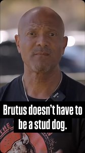 1.1K views · 4.3K reactions | Brutus the Rottie doesn’t have to be a stud dog. | European Doberman Stud | Facebook