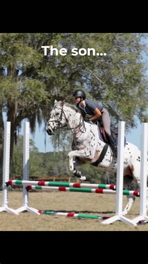 C: knabstrupperstallion Bold color, balanced minds. Pax may look almost all white-with just a few spots —but that's the magic of a fewspot Knabstrupper. He carries the color genes that guarantee every tS! foal he sires will be boldly and uniquely spotted. His foals stand out with dramatic leopard coats, long legs, and elegant, athletic builds. But it's more than looks-they're confident, kind, and intelligent, with the movement and temperament to shine in dressage, jumping, eventing, and for pers