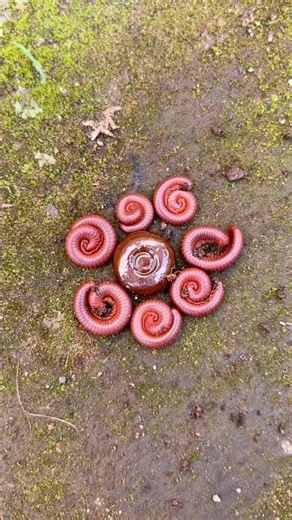 The red millipedes immediately gathered after I put down the chocolate candy.#shorts#centipede