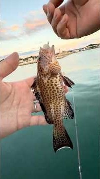 ロックフィッシュ三段活用釣法 #lrf #rockfishing #grouper #ロックフィッシュ #ルアーフィッシング ？