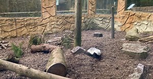 Honey badger enrichment, hiding their food so they have to search for their food. Did you know that in the mornings we spread honey patches around their enclosure? They have a sweet tooth when it comes to honey, in the wilds of Africa they will often find bee hives eating the honey and the honeybee larvae inside and due to their extremely thick skin, they don’t get stung by the bees defences! #honeybadger #ratel #honey #yummyhoney #didyouknow | Exmoor Zoo