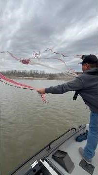 Catching BIG shad with a taped cast net #louisiana #fishing #shadfishing