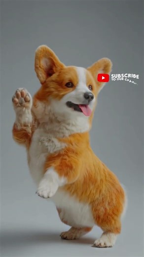 Corgi – Graceful Compact Dance