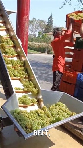 Wine Making Process in Factory🤯#shorts #usashorts