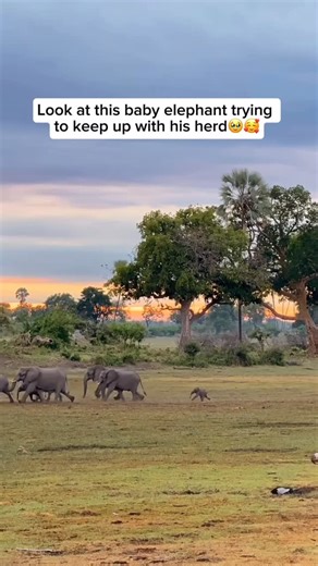 Elephant Rescuers on Instagram: "A baby elephant running to keep up with the herd is one of the cutest sights in the wild. With its tiny legs and floppy ears, it often stumbles and swings its trunk while trying to stay close to the older elephants. This playful yet determined effort shows how closely bonded elephant families are and how the herd looks out for their little ones every step of the way. Video credit goes to @jackswynnerton Feel free to explore the gallery of this page, where you can
